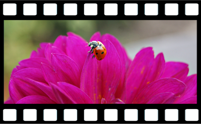 Worauf Sie achten müssen, wenn Sie Bilder in die Website einbinden